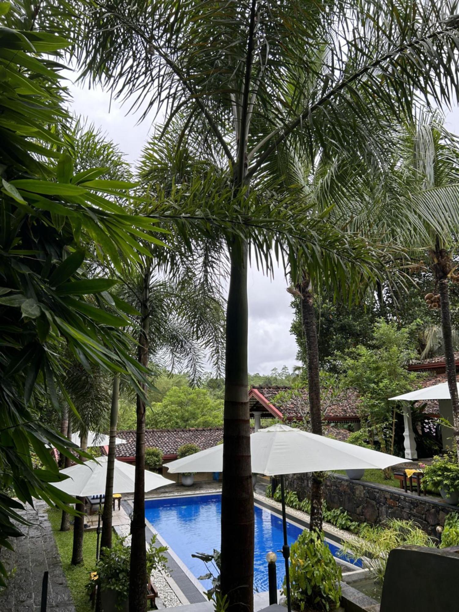 Terrace Garden Ayurveda Resort Weligama Buitenkant foto